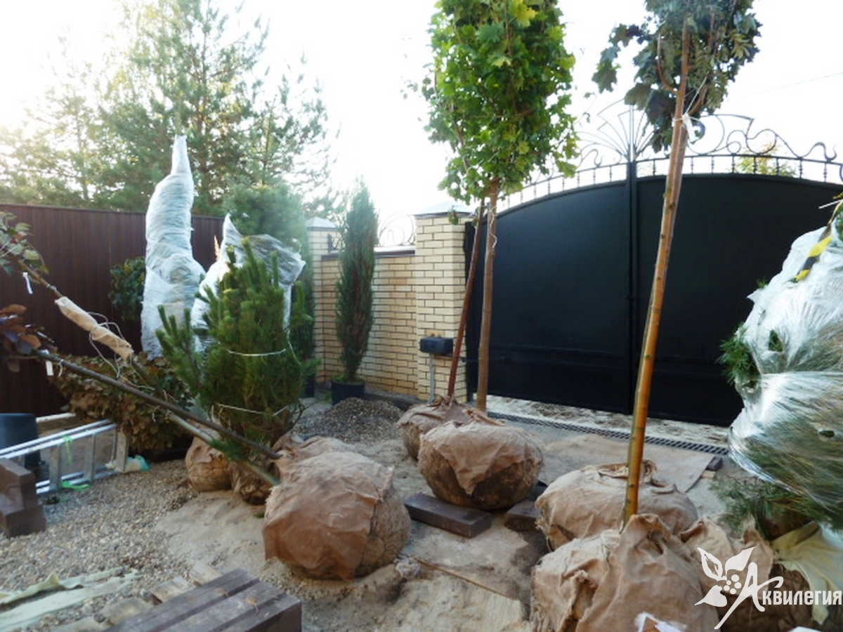 Посадка вегетирующего дерева