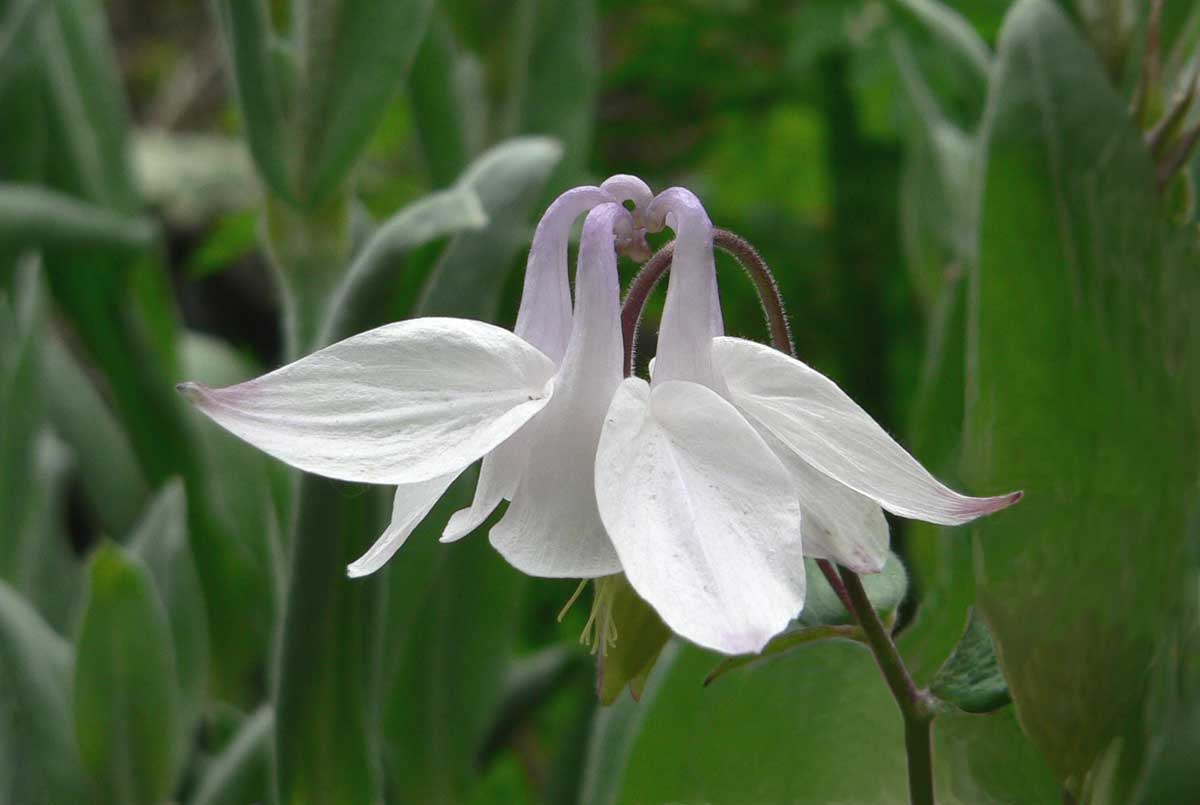 Цветок Аквилегия