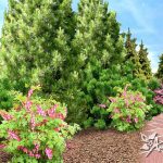 Выставочный сад “70-лет Победы в ВОВ” 10сл