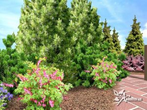 Выставочный сад “70-лет Победы в ВОВ” 10сл