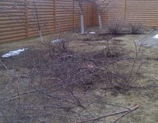 рекомендации по обрезке деревьев и кустарников 1