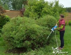 рекомендации по обрезке деревьев и кустарников 2