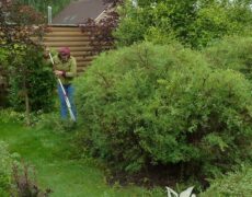 рекомендации по обрезке деревьев и кустарников