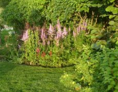 рекомендации по обрезке деревьев и кустарников 3