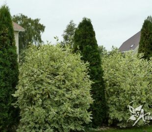 рекомендации по уходу за декоративными (лиственными, хвойными) растениями 1