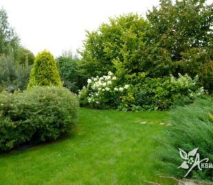 рекомендации по уходу за декоративными (лиственными, хвойными) растениями