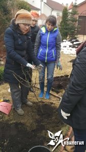 Снятие зимних укрытий со штамбовых роз