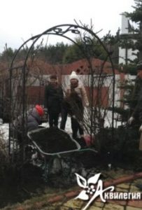 Разукрытие, обрезка и подвязка плетистых роз