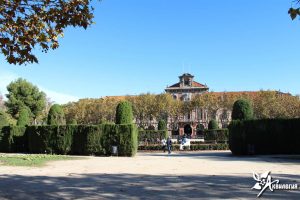 Стриженные тиссы