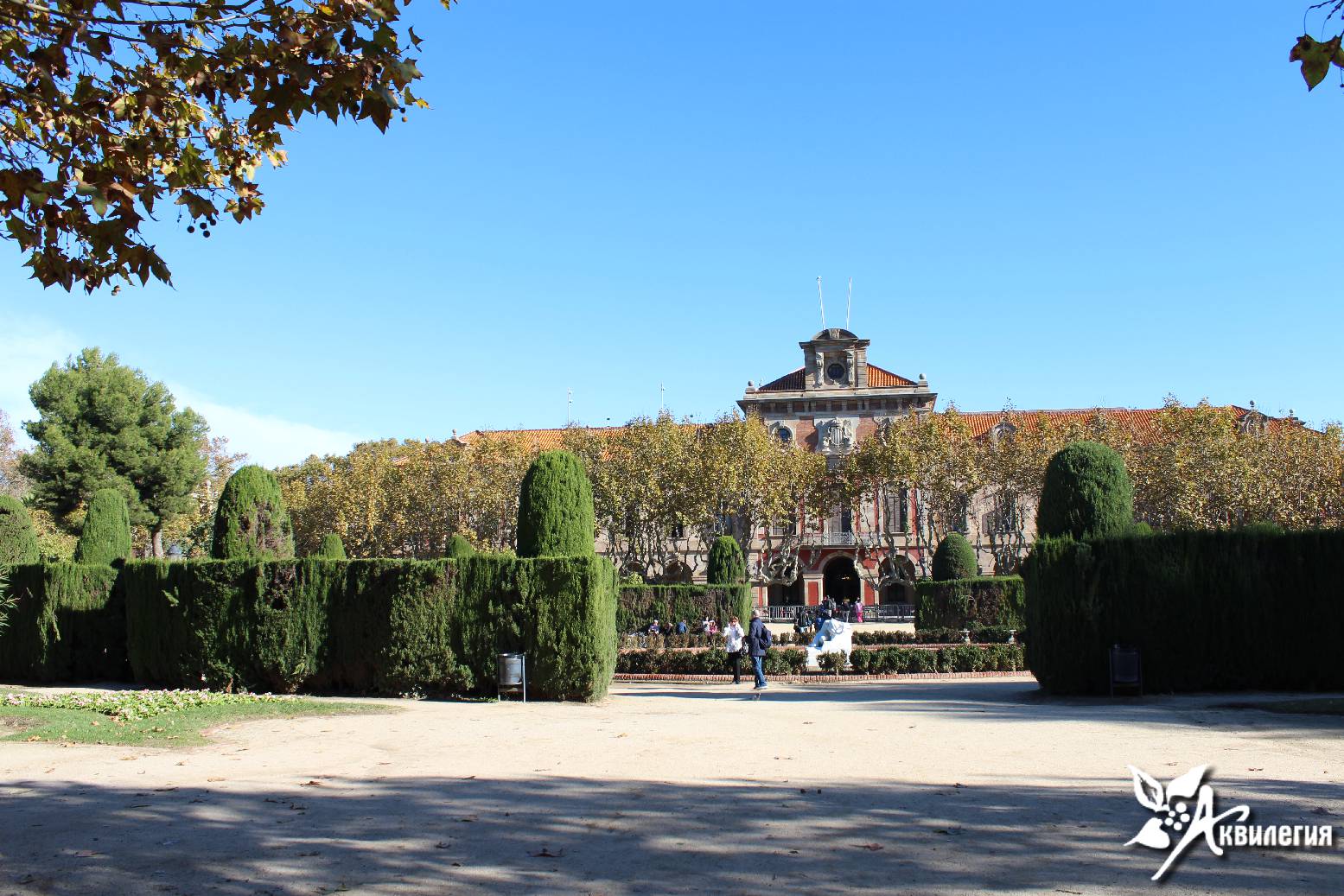 Стриженные тиссы