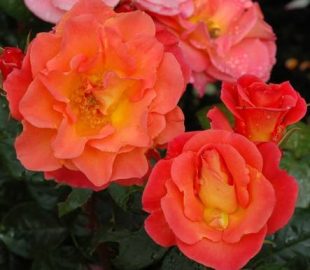 Что модно в 2017 3