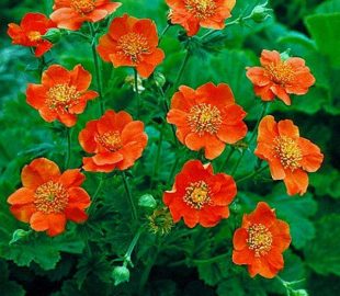 Что модно в 2017 4