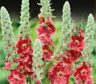 Что модно в 2017 5