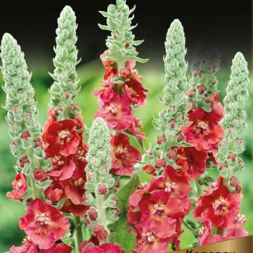 Что модно в 2017 5