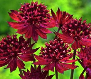 Что модно в 2017 6