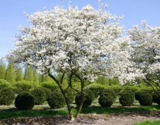 Ценности, семья и ландшафтный дизайн 2