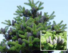 Ценности, семья и ландшафтный дизайн