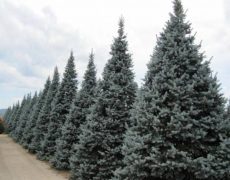 Ценности, семья и ландшафтный дизайн 3