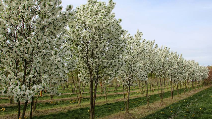 Ценности, семья и ландшафтный дизайн