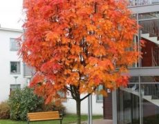 Ценности, семья и ландшафтный дизайн 5