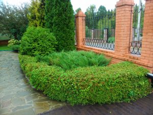 стрижка спиреи Литл Принцесс