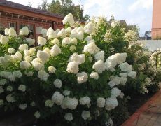 гортензия при правильной обрезке