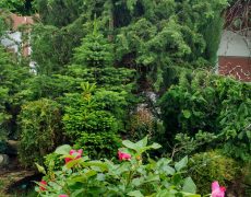 штамбовая роза