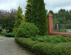 обрезка и формирование кустарника