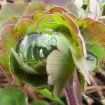 2011050350598_Aquilegia