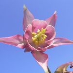 Студия Ландшафтного дизайна Аквилегия Студия ландшафтного дизайна Аквилегия