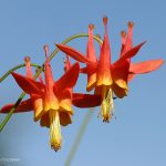 Aquilegia formosa 23