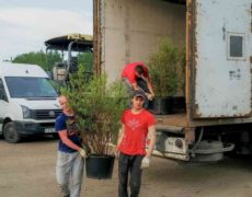 Ландшафтный дизайн озеленение Хуадянь - Тенинской ТЭЦ