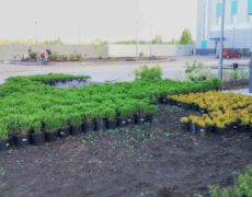 Ландшафтный дизайн озеленение Хуадянь - Тенинской ТЭЦ