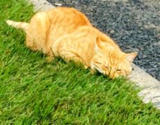 Ландшафтный дизайн озеленение Хуадянь - Тенинской ТЭЦ