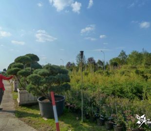 подбор растений (1)