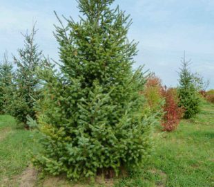 подбор растений (10)