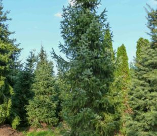 подбор растений (2)