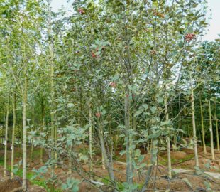 подбор растений (3)