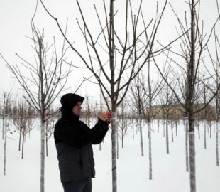 подбор растений