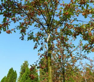 подбор растений (4)