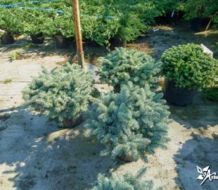 подбор растений (6)