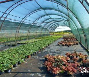 подбор растений (7)