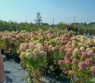 подбор растений (8)