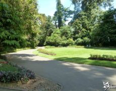 Королевский ботанический сад «Paradeniya», Шри - Ланка