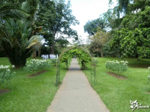 Королевский ботанический сад «Paradeniya», Шри - Ланка