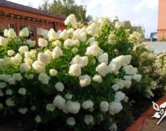 гортензия в цвету и не разваливается при правильной обрезке Ландшафтный дизайн гортензия в цвету и не разваливается при правильной обрезке