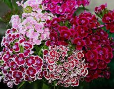 гвоздика турецкая