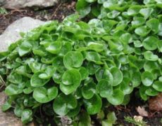 копытень европейский