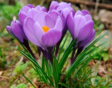 крокус