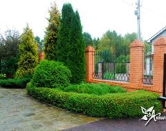 обрезка и формирование кустарника (4) обрезка и формирование кустарника (4)